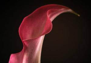 know your anatomy. 5 fertility tips. by healthista