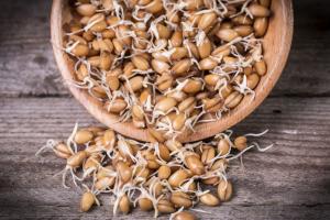 Sprouted grains, the rise of the power carb by healthista.com