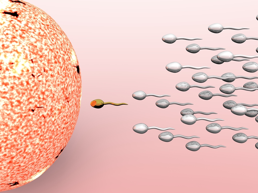 fertilization