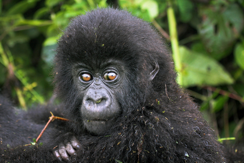 BabyGorilla
