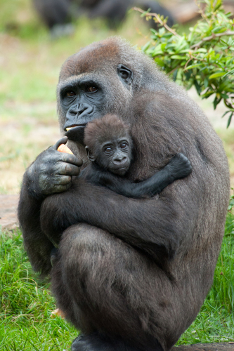 MountainGorillas