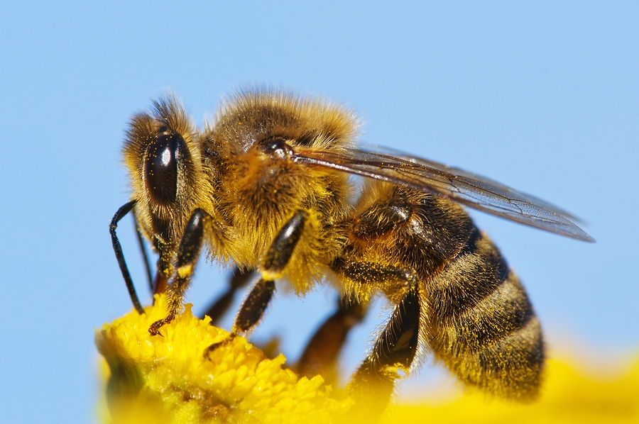 bigstock-detail-of-honeybee-42236173