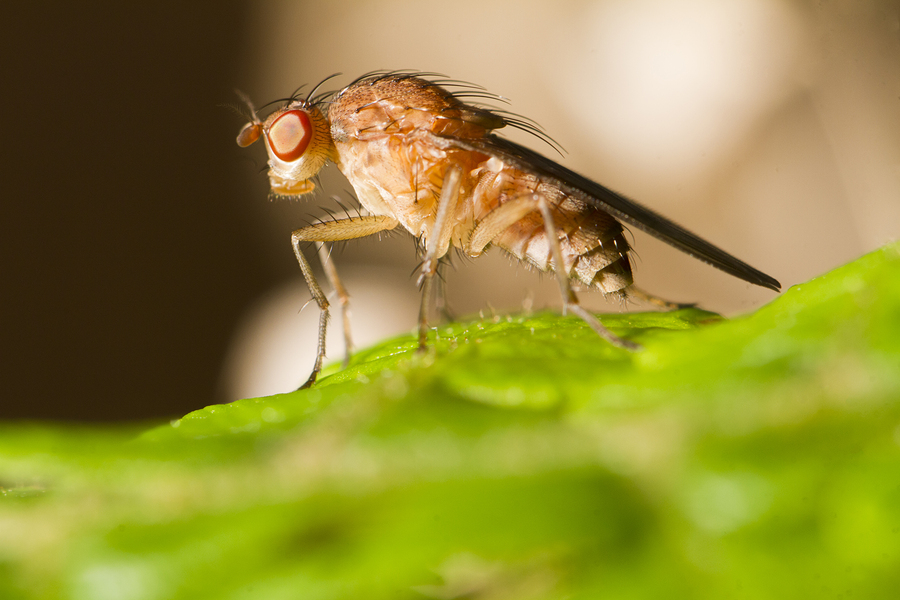 bigstock-fruit-fly-45301081