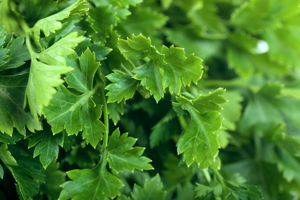 parsley