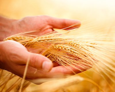 Wheat ears in the hands.Harvest concept