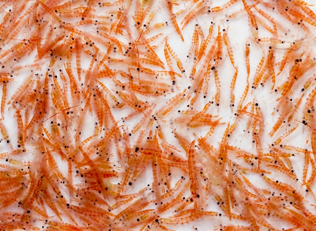 Krill oil is rich in Omega 3, a group of fatty acids which are said to reduce the severity of anxiety and bloating in women suffering from PMS