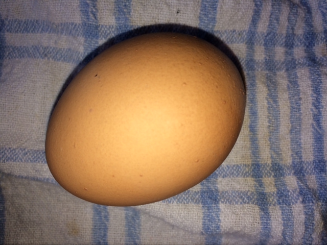 egg