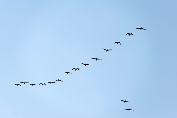 Geese flying in formation through a blue sky