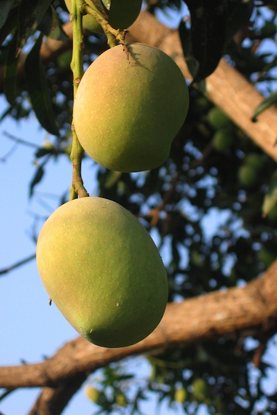 Mangos On The Tree