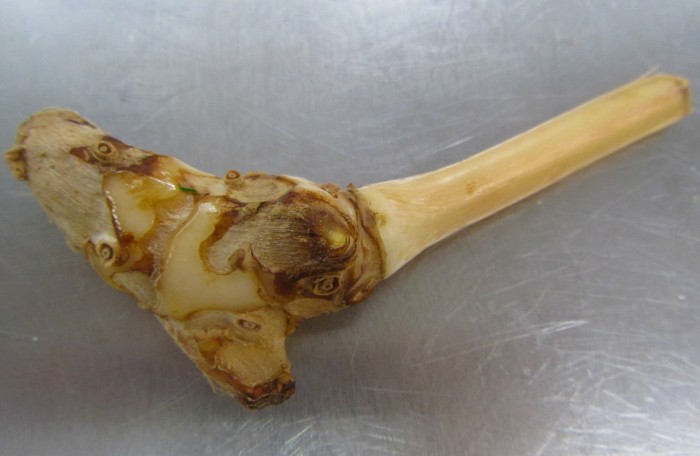 galangal root