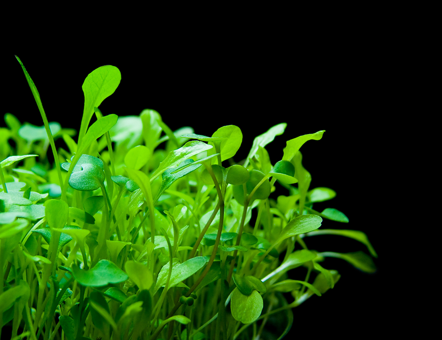 Tender micro greens on black