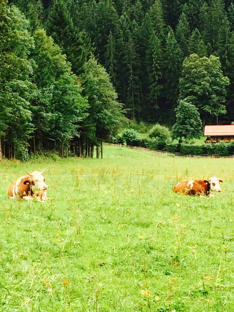 cows in bavarian field