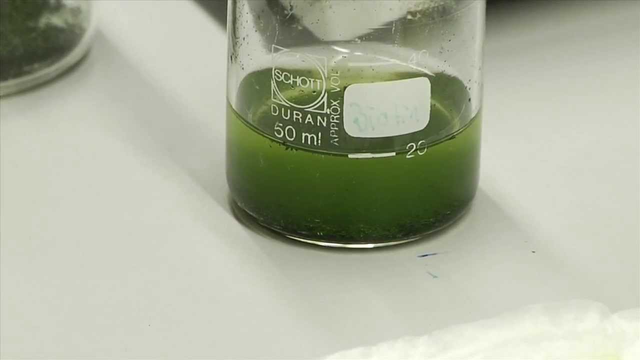 Spinach extract reduces sugar cravings and could help you lose weight, new Swedish study finds