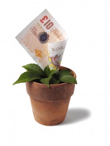 money-plant