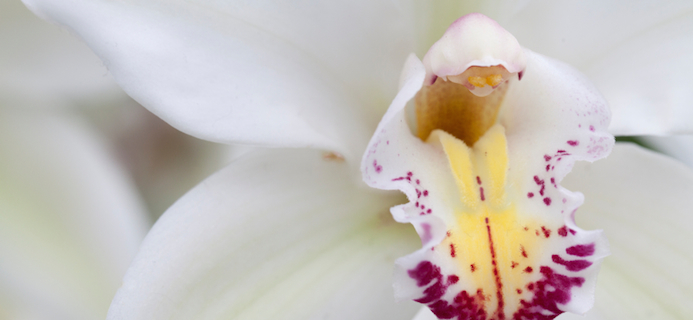 white-orchid-hands-off-our-vaginas-by-healthista.com-slider