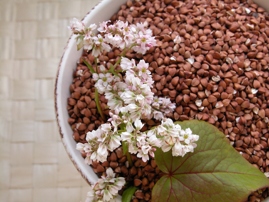 Buckwheat, 5 Grains you need in your life, by Healthista.com