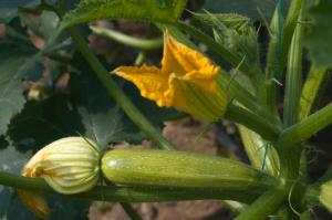 courgette-small-grow-your-own-by-Healthista.com