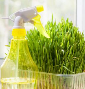 yellow-spray-bottle-growing-your-own-by-Healthista.com