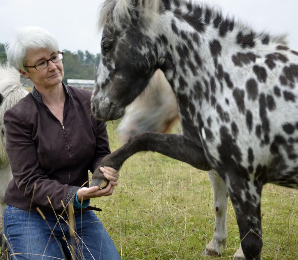 beat ptsd with equine therapy