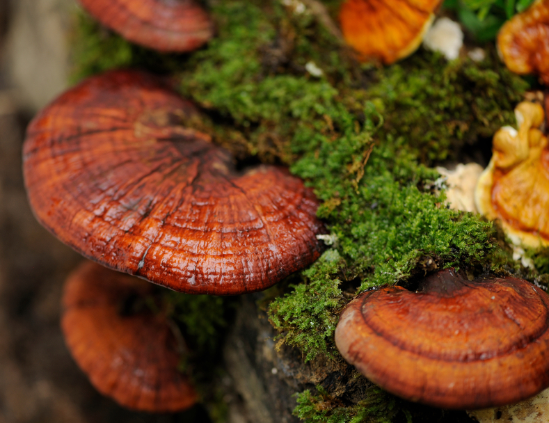 Reishi, medicinal mushrooms, by healthista.com