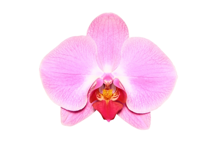 orchid, vaginal health, by healthista.com