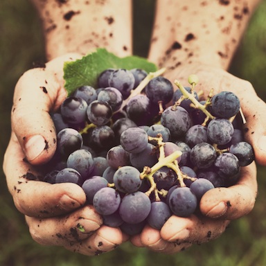 organic grapes, 5 reasons to try organic wine, by healthista.com