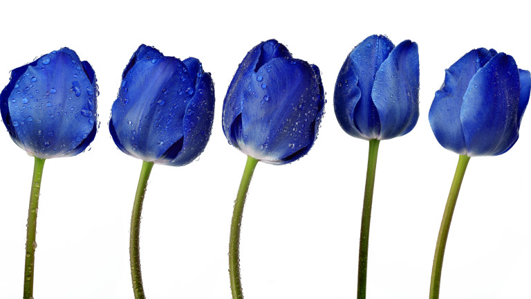 blue tulip, is my vagina normal, healthista