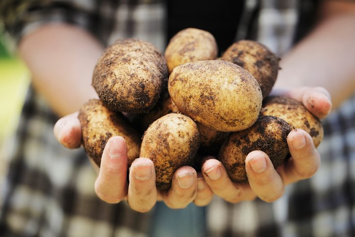 how-to-grow.-potato