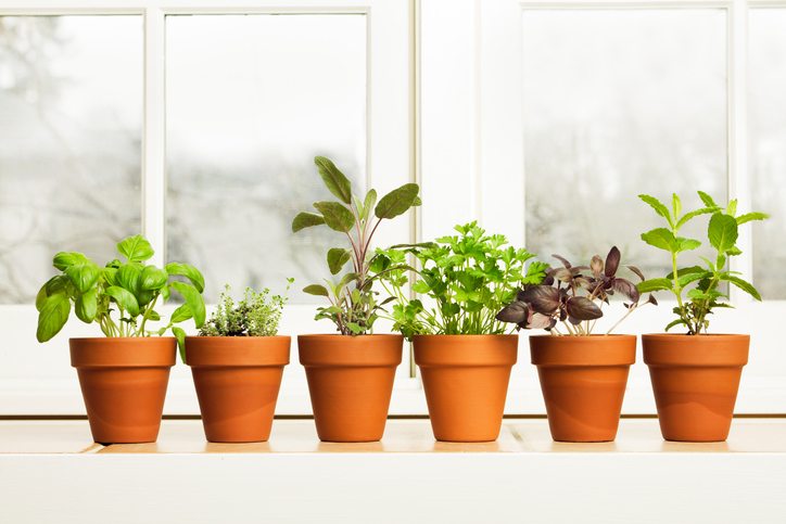 how-to-grow.-potted-herbs