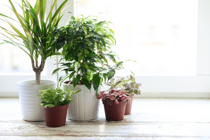  how-to-grow.-window-plants