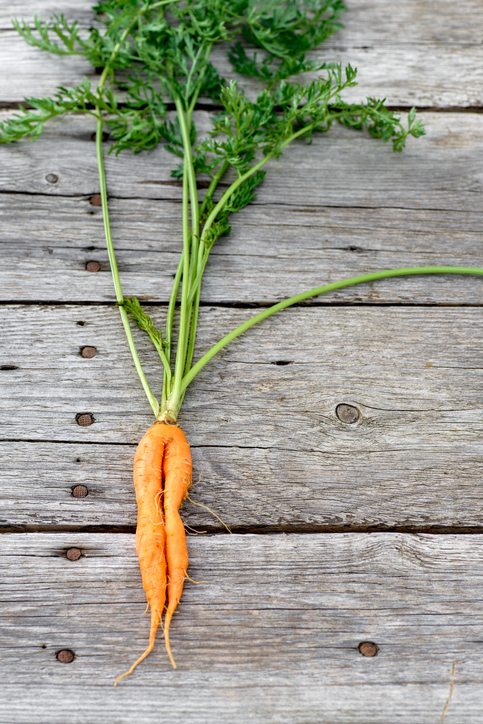 how to grow. wonky carrot