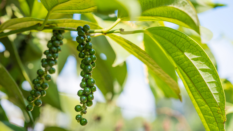 black pepper fruit, superfoods for weight loss by healthista.com