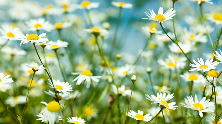 camomile, 11 superfoods for sleep that can wake you up feeling fresher after a healthy nights sleepby healthista.com