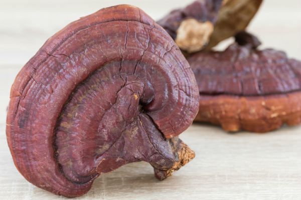 reishi-mushroom-reishi-mushrooms-the-new-kale-by-healthista.com-in-post-image