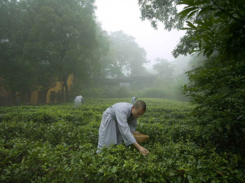 tea picking, Amafayun resort Hongzhou China spa of the week by healthista