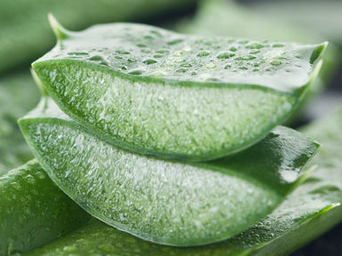 aloevera-plant,-weight-loss-tips---fushi-aloe-vera-juice-by-healthista