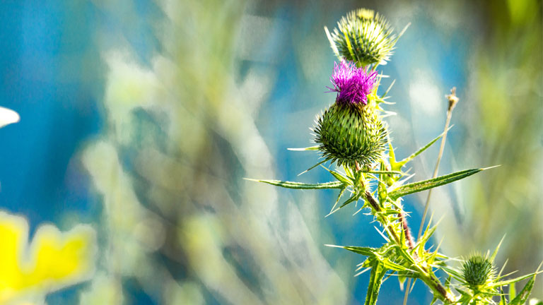 thistle-flower,-30-weight-loss-tips-in-30-days---#26-milk-thistle-by-healthista.com