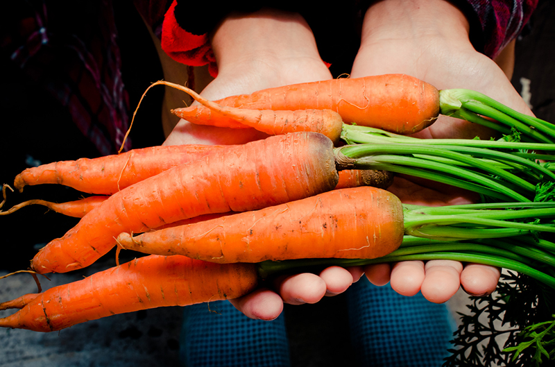 hand-holding-full-sized-carrots-9-foods-that-could-help-prevent-cancer-if-added-to-diet-given-by-Rick-Hay-healthista