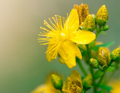 st-johns-wort,-natural-highs-by-healthista.com