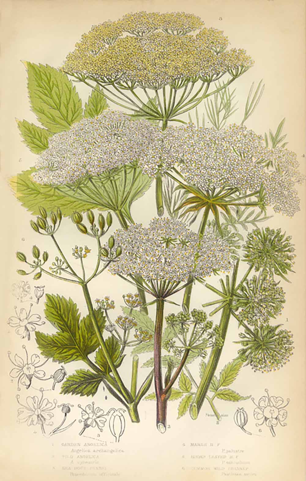 angelica-herbs-for-health