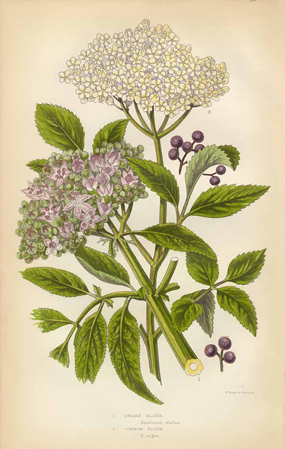 elderberry-herbs-for-health