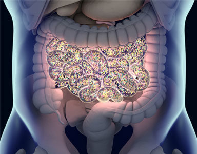 gut-health,-why-your-body-needs-a-probiotic,-natural-highs-by-healthista.com