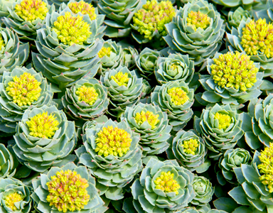 rhodiola,-natural-high-by-healthista.com