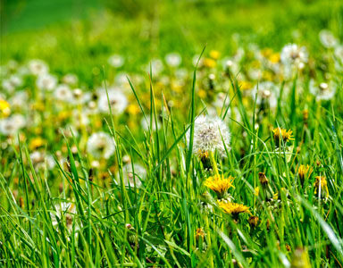 flowers and grass, hay fever, by healthista