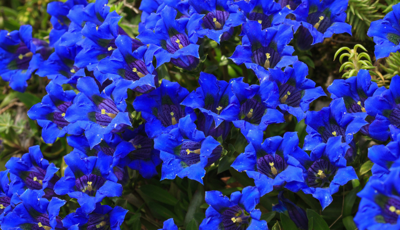 9 Natural ways to fight back the effects of air pollution gentian Rick Hay Healthista