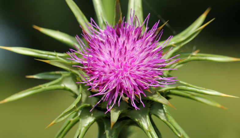 9 Natural ways to fight back the effects of air pollution milk thistle Rick Hay Healthista