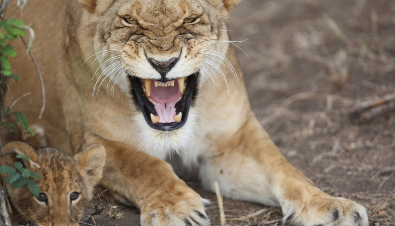 Child sex lioness protecting cub Healthista