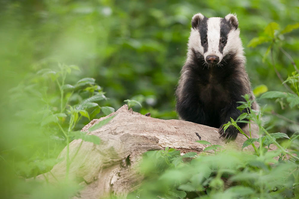 5-reasons-Britains-favourite-nature-presenter-uses-walking-as-therapy-Kate-Humble-Badgers