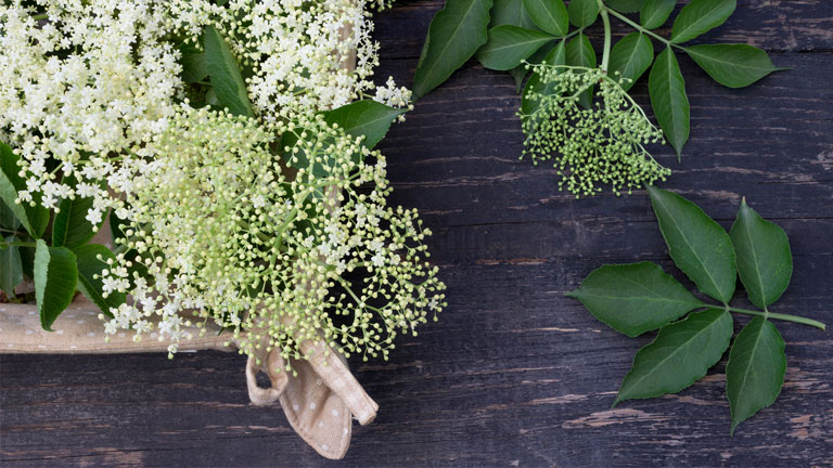 elderberry,-nutrients-to-boost-immunity-by-healthista.com