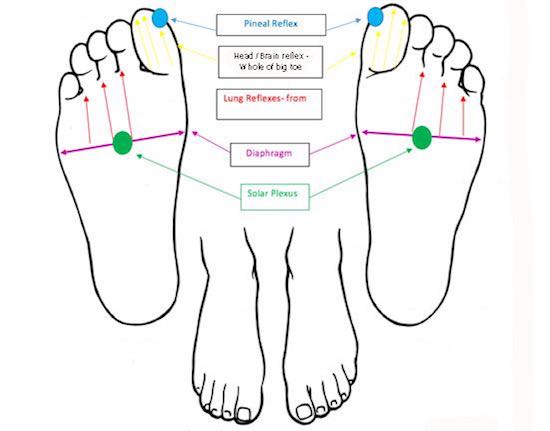 foot reflexology for sinuses, chart